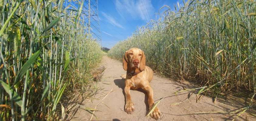 Die Dogorama Monats Challenge "Es grünt und blüht"-Beitrag-Bild