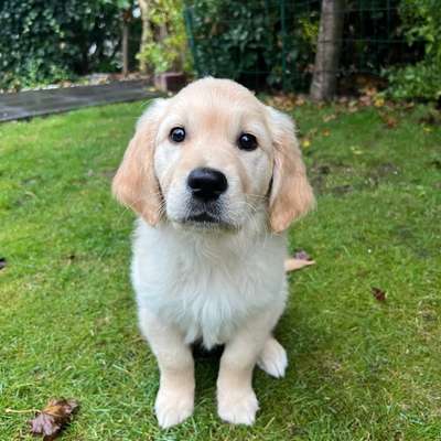 Hundetreffen-Welpen Spielfreunde gesucht Seevetal-Bild