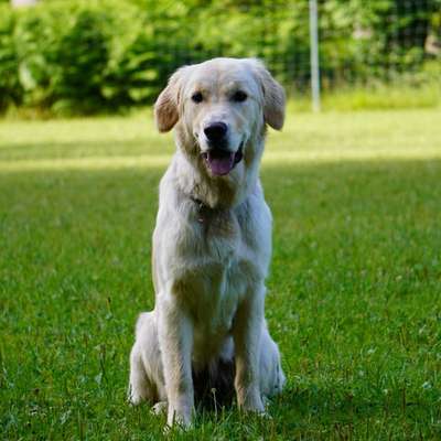 Hundetreffen-Gassi und spielen 🐾-Bild
