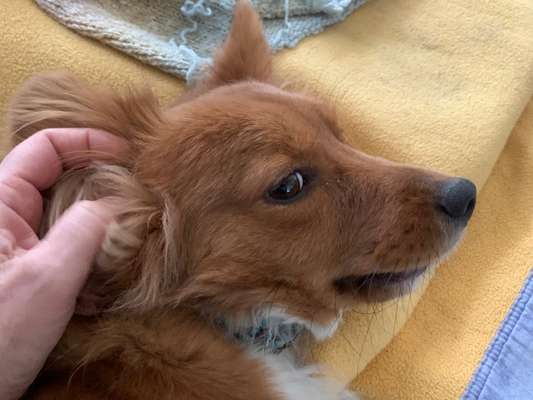 Hundetreffen-Hundesitting auf Gegenseitigkeit-Bild