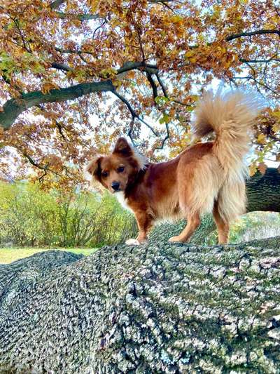 Fotosammlung: ,,Der natürliche Hund" Unbearbeitet, ungestellt und in Natura-Beitrag-Bild