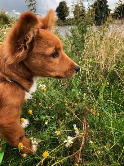 Mischlingshunde Foto Aufruf-Beitrag-Bild