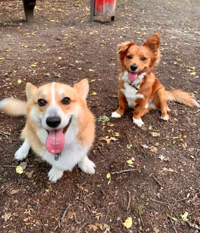 Fotosammlung: ,,Der natürliche Hund" Unbearbeitet, ungestellt und in Natura-Beitrag-Bild