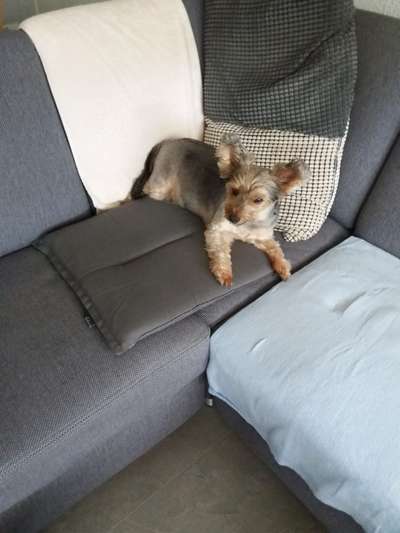 Kleine Hunde ganz Groß-Beitrag-Bild