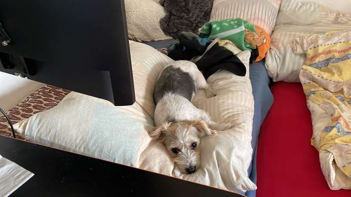 Kleine Hunde ganz Groß-Beitrag-Bild