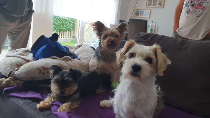 Kleine Hunde ganz Groß-Beitrag-Bild