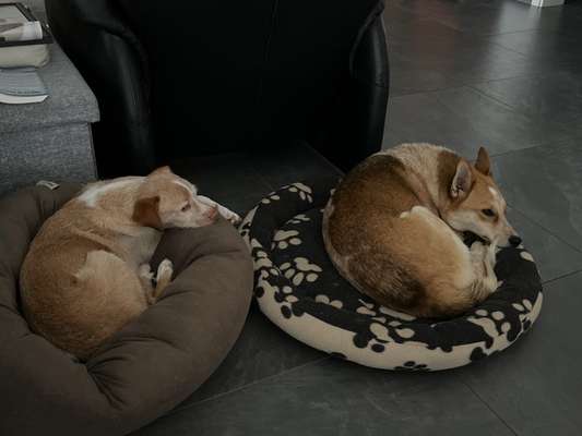 Futter gegen weichen Kot ?-Beitrag-Bild