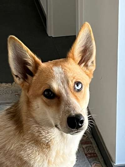 Dogorama Photo Challenge - Portrait-Beitrag-Bild