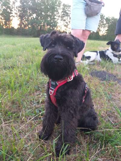 Zwergschnauzer gesucht-Beitrag-Bild