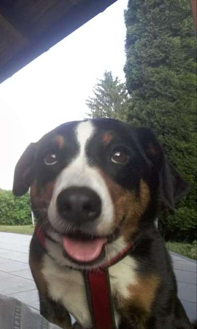 Zeige das lustigste Bild eures Hundis-Beitrag-Bild