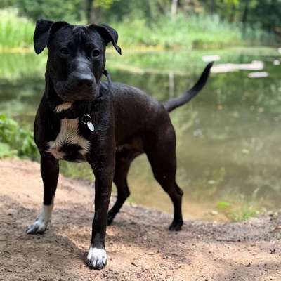 Hundetreffen-Gassipartner/in für Jax gesucht-Bild