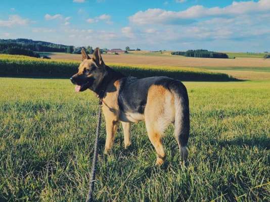 Hundetreffen-Spiel & Gassirunde-Bild