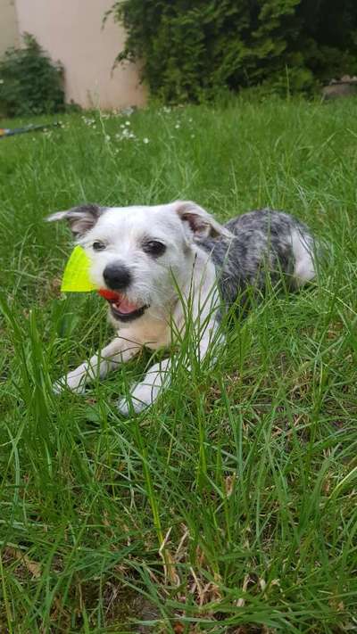 Die Dogorama Monats Challenge "Es grünt und blüht"-Beitrag-Bild