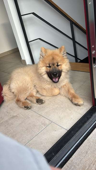 Eurasier hier?-Beitrag-Bild