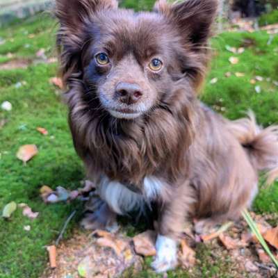 Hundetreffen-Ernie sucht Gassi und Spielpartner-Bild