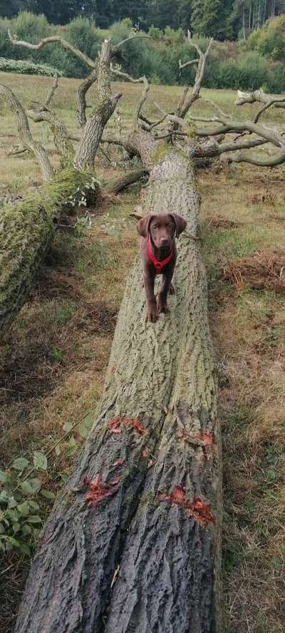 Hundetreffen-Spielgefährte für meinen Aussidorwelpen gesucht-Bild