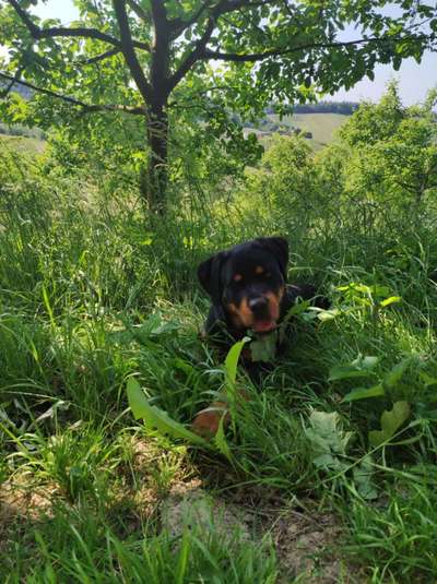 Rottweiler/-Mischlinge-Beitrag-Bild