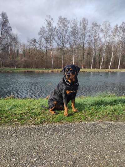 Rottweiler/-Mischlinge-Beitrag-Bild