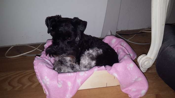 Seltene Rassen!-Beitrag-Bild