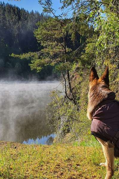 Dogorama Photo Challenge - Nebel-Beitrag-Bild