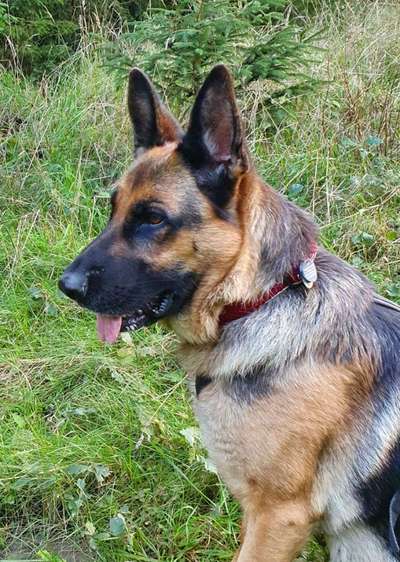 Schäferhund-Beitrag-Bild