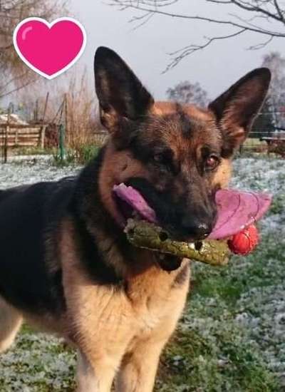 Unsere Fellnasen im Regenbogenland-Beitrag-Bild