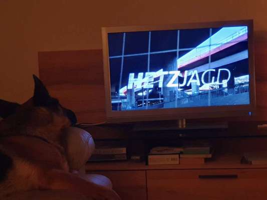 Dogorama Photo Challenge - Wir schauen fern (TV)-Beitrag-Bild