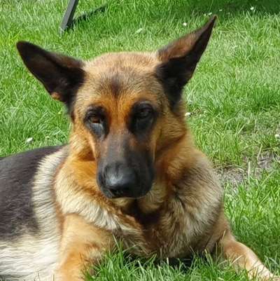 Dogorama Photo Challenge - Portrait-Beitrag-Bild