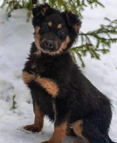 Welpen Bilder !-Beitrag-Bild