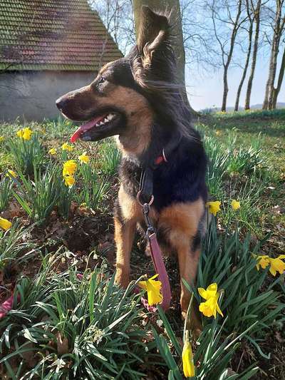 Dogorama Photo Challenge - Der Frühling kommt-Beitrag-Bild