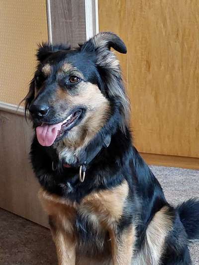 Mischlingshunde Foto Aufruf-Beitrag-Bild