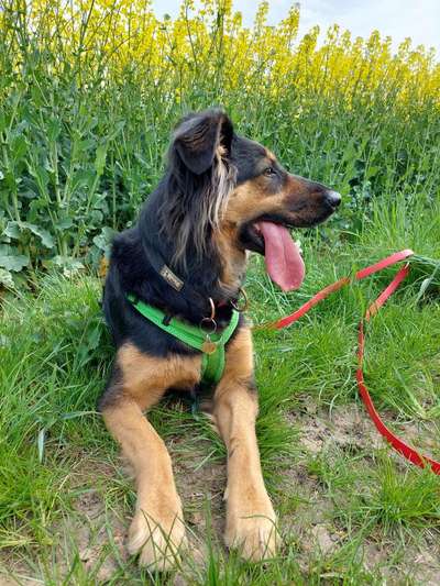 Tongue Out Tuesday-Beitrag-Bild