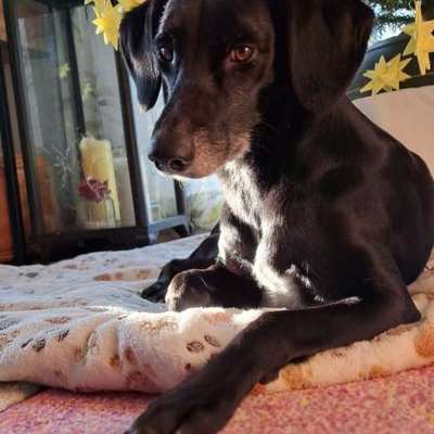 TierschutzhundeStammtisch🐕-Beitrag-Bild