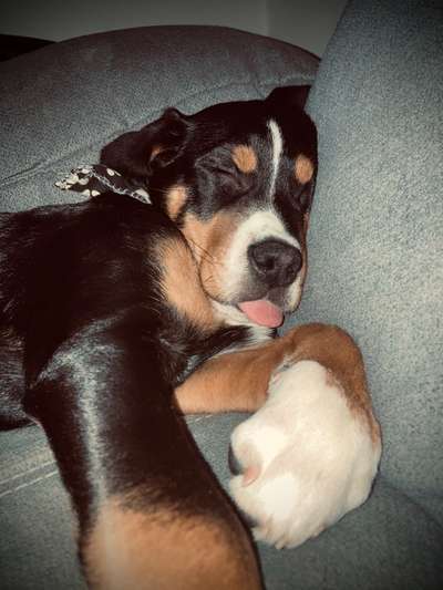 Postet das beste Foto von euren 4 beinern-Beitrag-Bild