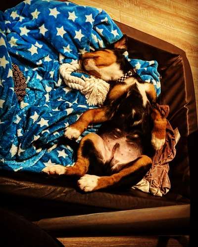 Welpen Bilder !-Beitrag-Bild