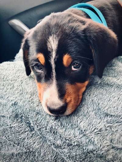 Dogorama Photo Challenge - Hundeblick zum hinschmelzen-Beitrag-Bild