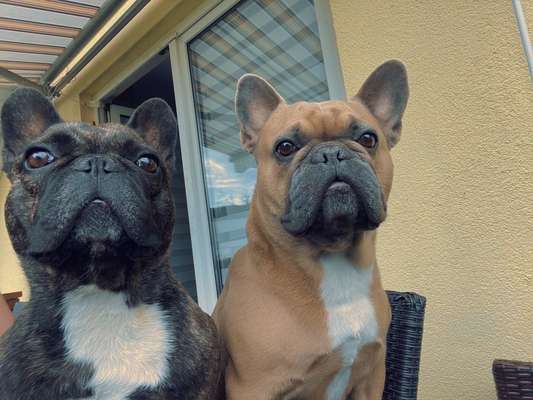 Französische Bulldoggen-Beitrag-Bild