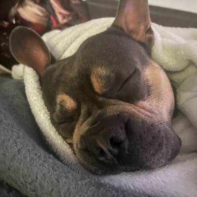 aktuelles Foto Gruppe Französische Bulldogge