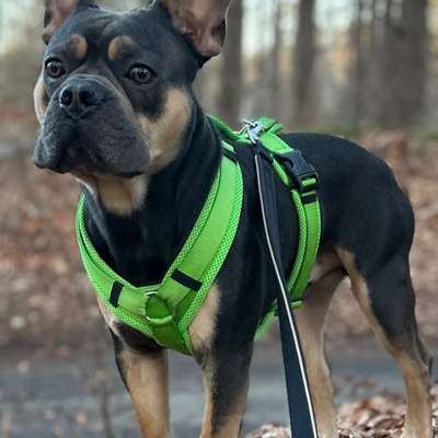 Hundetreffen-Treffen zum gassi gehen-Bild