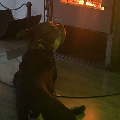 aktuelles Foto Gruppe Französische Bulldogge