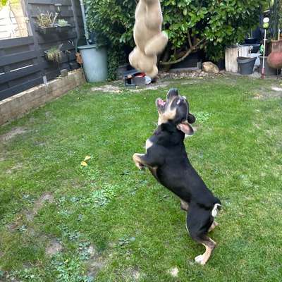 aktuelles Foto Gruppe Französische Bulldogge