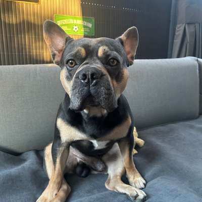 aktuelles Foto Gruppe Französische Bulldogge