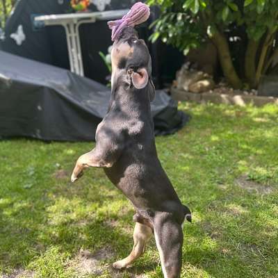 aktuelles Foto Gruppe Französische Bulldogge