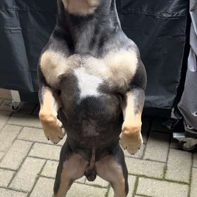 aktuelles Foto Gruppe Französische Bulldogge