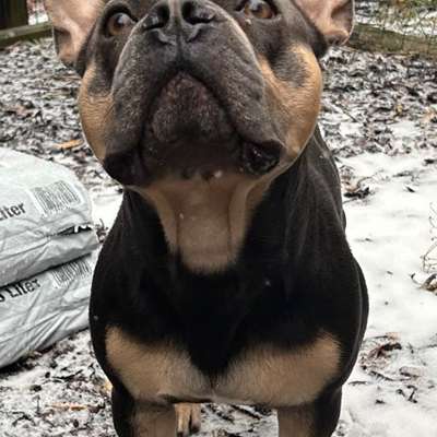 aktuelles Foto Gruppe Französische Bulldogge