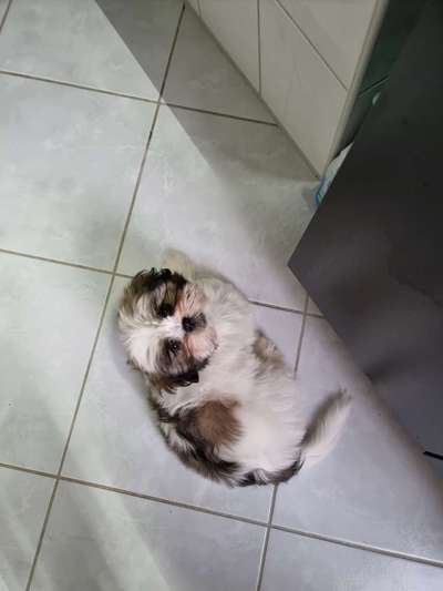 Shih Tzu von Jung bis Senioren-Beitrag-Bild