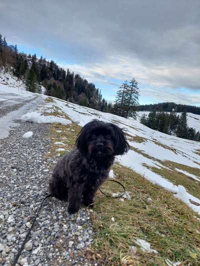 Hundetreffen-Gemeinsamer Spaziergang mit Spielrunde-Bild