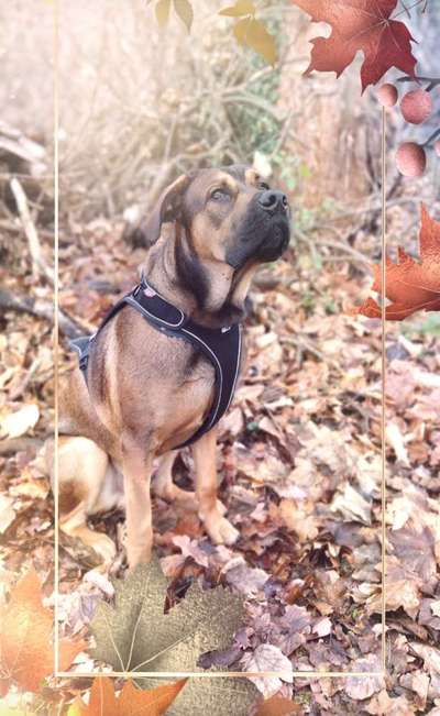 Hundetreffen-Spielen mit den kleinen Riesen ♥️-Bild