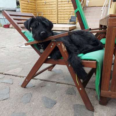 Wo sind die Riesenschnauzer?-Beitrag-Bild