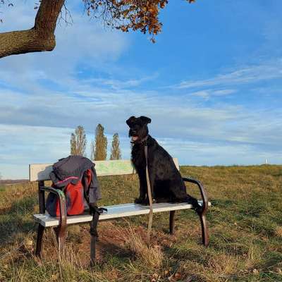 Hundetreffen-Spiel und Bewegung Junghunde/Welpen-Bild